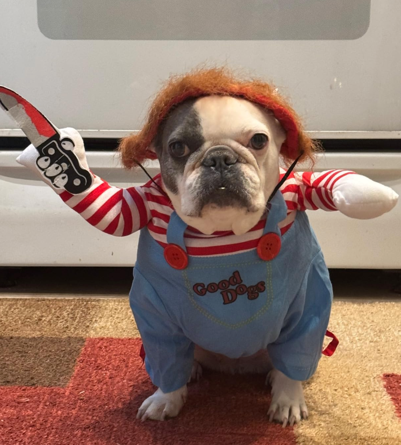 Disfraz Mascotas Chucky Halloween (Perros-Gatos)